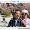 Hoa Anh Đào - Sắc Hồng Mộng Mơ Trên Đất Nhật Bản Chuyến đi tháng 3/2024